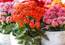 Что делать, чтобы каланхоэ цвело подольше?