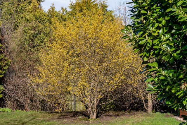 Кизил обыкновенный, или мужской (Cornus mas) Кизил обыкновенный, или мужской (Cornus mas)