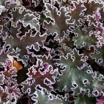 Гейхера гибридная 'Purple Petticoat'