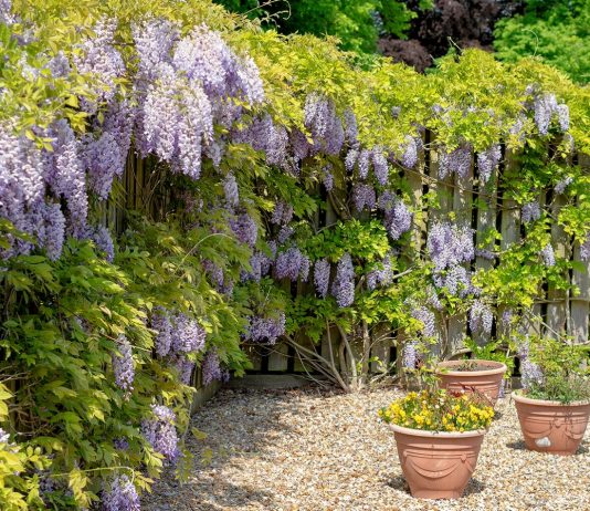 Глобальное потепление — пора сажать южные растения?