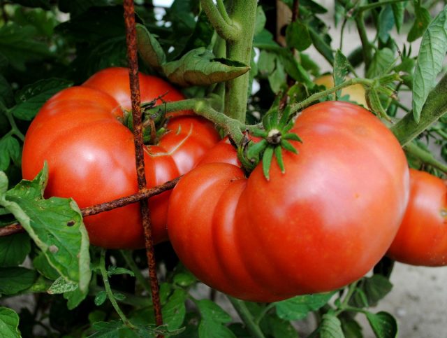 У крупноплодных сортов и гибридов вкус несравненно превосходит все другие томаты, но в кисти обычно формируется около 4-х плодов У крупноплодных сортов и гибридов вкус несравненно превосходит все другие томаты, но в кисти обычно формируется около 4-х плодов