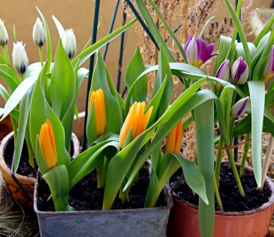 Карликовые ботанические тюльпаны — преимущества и лучшие сорта