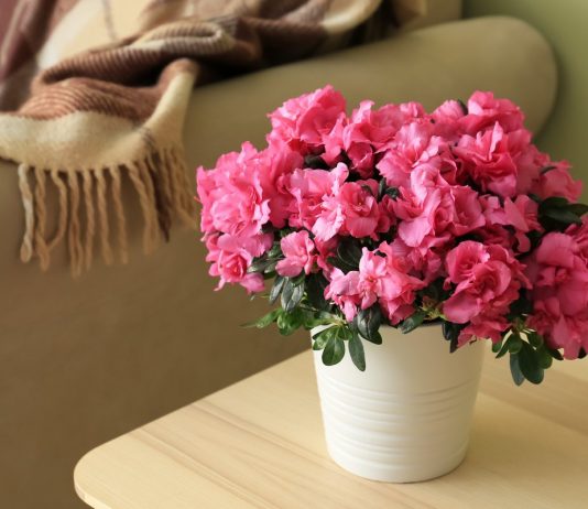 Комнатная азалия, или Рододендрон — секреты ухода