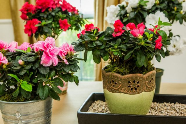 Комнатные рододендроны (Rhododendron) боятся и сильной тени, и прямого солнца