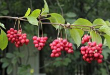 Лимонник китайский — для тела и для души