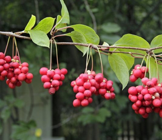 Лимонник китайский — для тела и для души