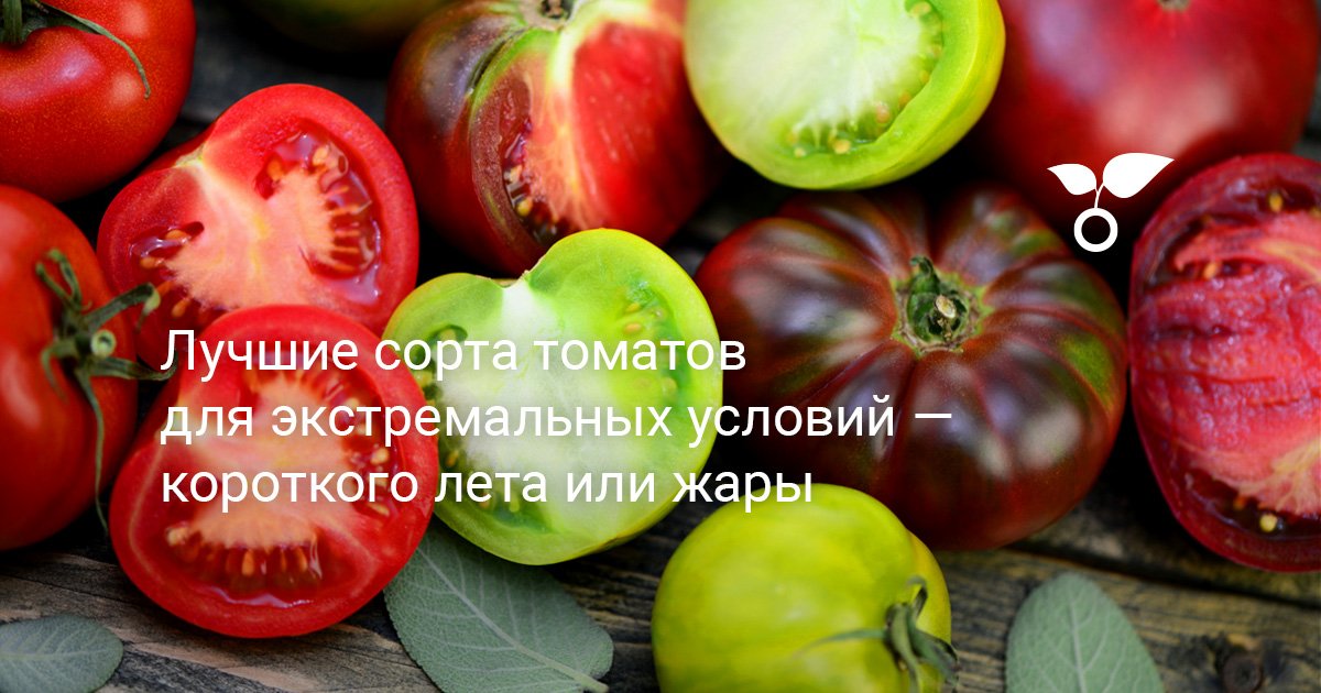 Лучшие сорта томатов для экстремальных условий — короткого лета или жары