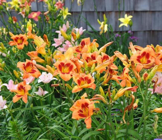 Незаменимые лилейники — уход, размножение и использование в дизайне сада - Цветы многолетние Незаменимые лилейники — уход, размножение и использование в дизайне сада