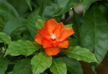 Переския — цветущий лиственный кактус