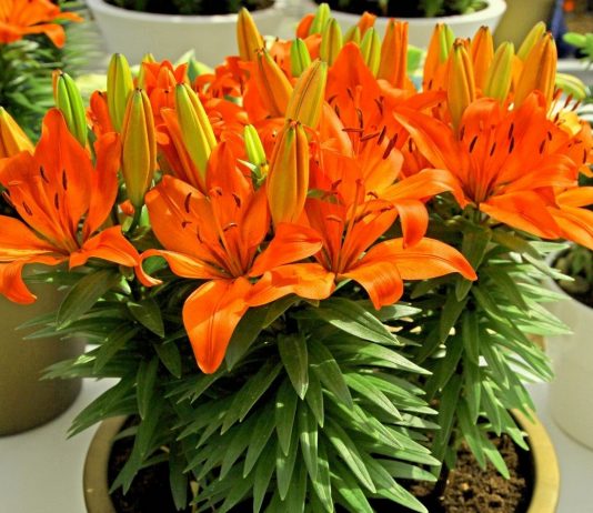 Садовые лилии — как выращивать в комнатах?