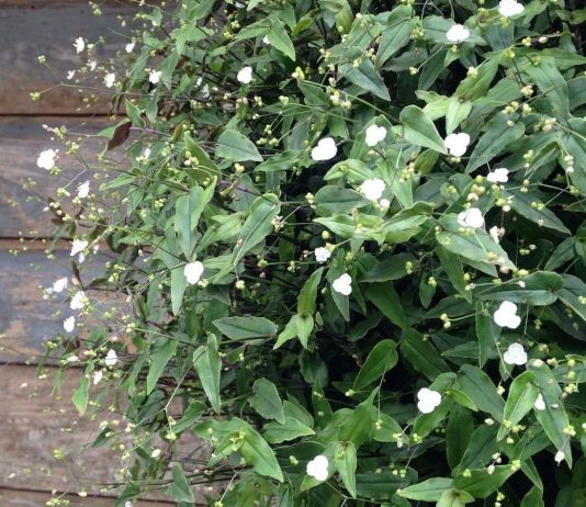 Традесканция гибазис — «белая фата» для цветников, контейнеров и подоконников