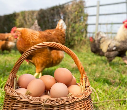 Яичные куры на лето — от цыплят до несушек