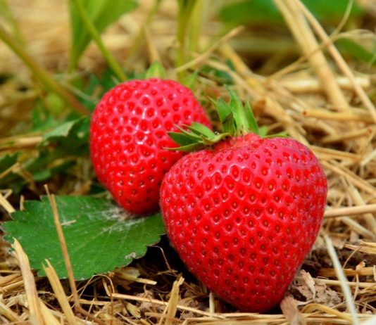 Несмотря на устоявшееся мнение о капризности земляники, с ЭМ-технологией уход за ней будет не сложный