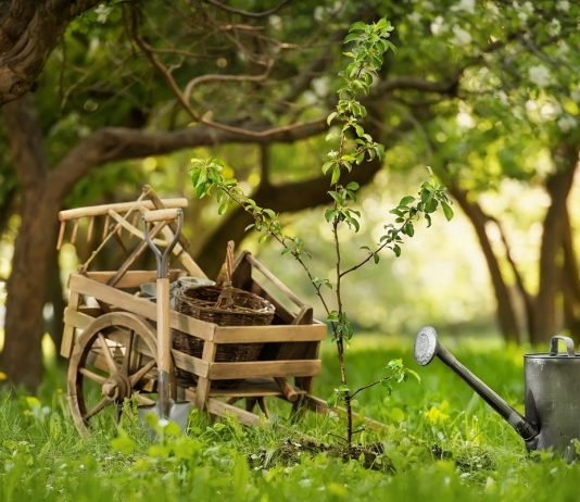 10 причин, почему деревья не дают приросты