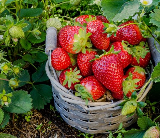 7 секретов большого урожая земляники садовой