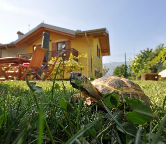 Черепаха на даче — особенности содержания экзотического питомца - Животные Черепаха на даче — особенности содержания экзотического питомца