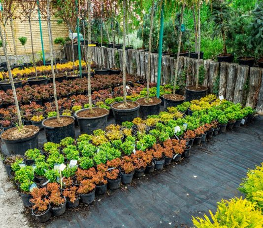 Что означает маркировка саженцев — WRB, P9, C1, A5 и др.?