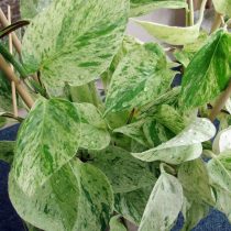Эпипремнум золотистый (Epipremnum aureum), сорт 'Marble Queen'