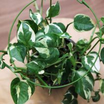 Эпипремнум золотистый (Epipremnum aureum), сорт 'Enjoy'