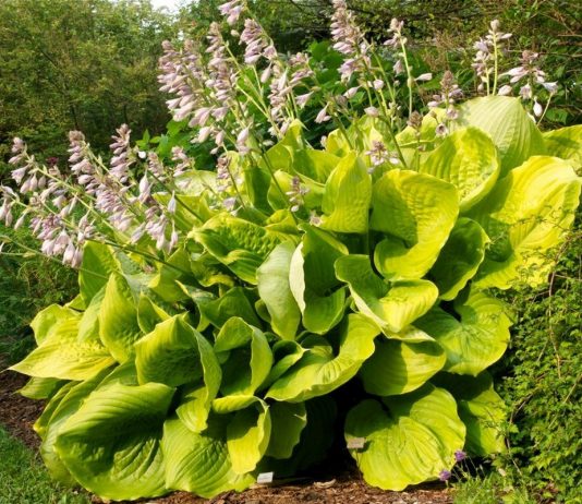 Гигантские хосты — великолепные акценты для маленьких и больших садов