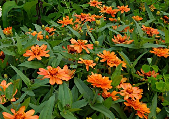 Цинния «Профьюжен Эприкот» (Profusion Apricot)
