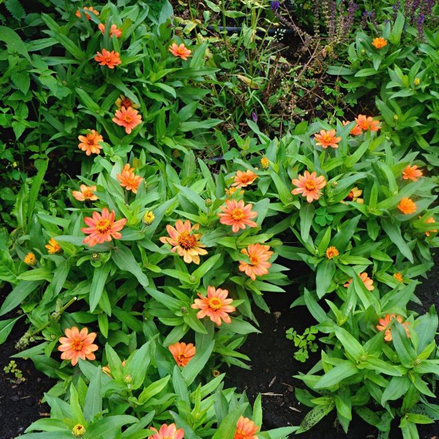 Карликовые циннии (Zinnia) самостоятельно кустятся и имеют шаровидный габитус