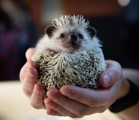 Карликовый ёжик — кому подойдёт колючий домашний питомец?