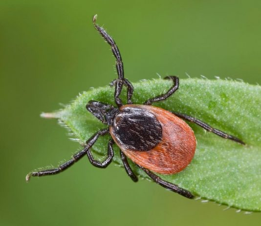 Клещи — какие бывают, почему нас кусают и как себя защитить?