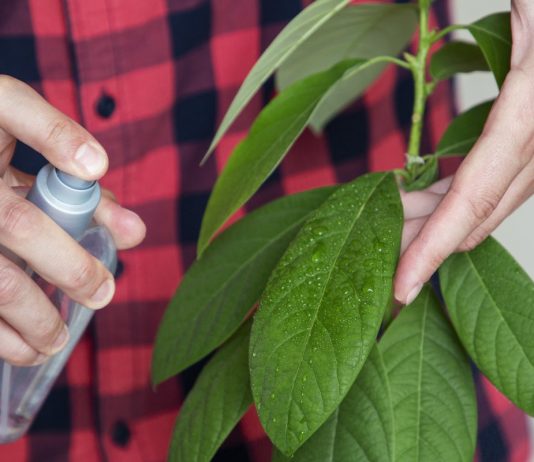 Комнатное авокадо — тонкости ухода - Редкие и необычные Комнатное авокадо — тонкости ухода