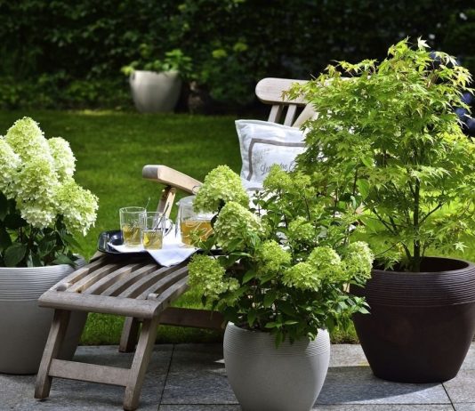 Модные новинки компактных многолетних растений