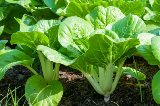 Китайская листовая капуста, или пак-чой (Brassica rapa var. chinensis)