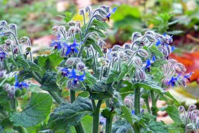 Огуречник, бурачник, или Огуречная трава (Borago) 