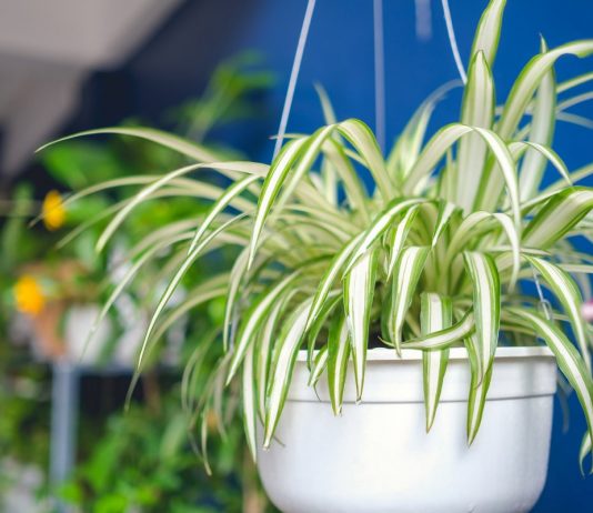 Самые полезные комнатные растения, или Целебный воздух нашего дома