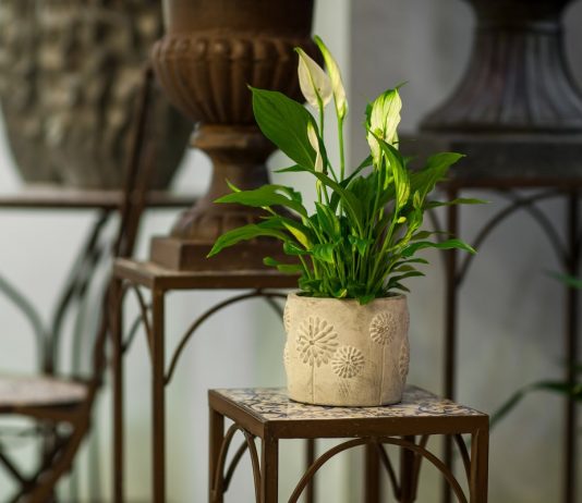 Как выбрать подставку для комнатных растений?