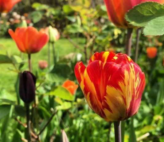 Тюльпаны стали пёстрыми? Осторожно — это опасный вирус!