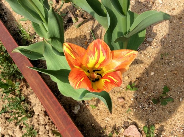 тюльпан 'Orange Breeze' — слабый, примерно вдвое ниже нормы