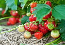 Земляника садовая — не только очень вкусна, это просто кладезь витаминов и полезных веществ