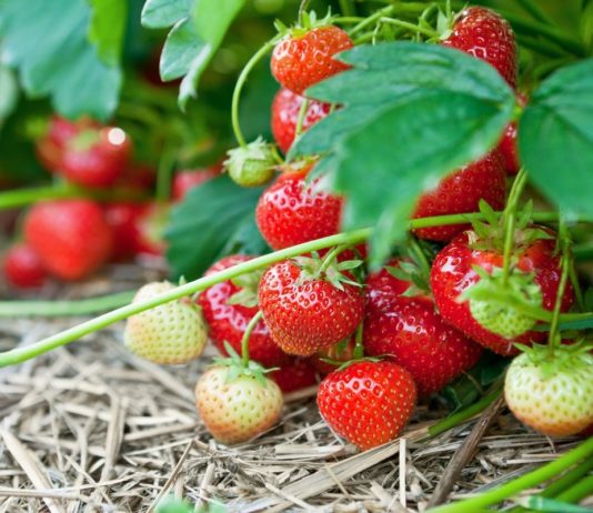 Земляника садовая — не только очень вкусна, это просто кладезь витаминов и полезных веществ