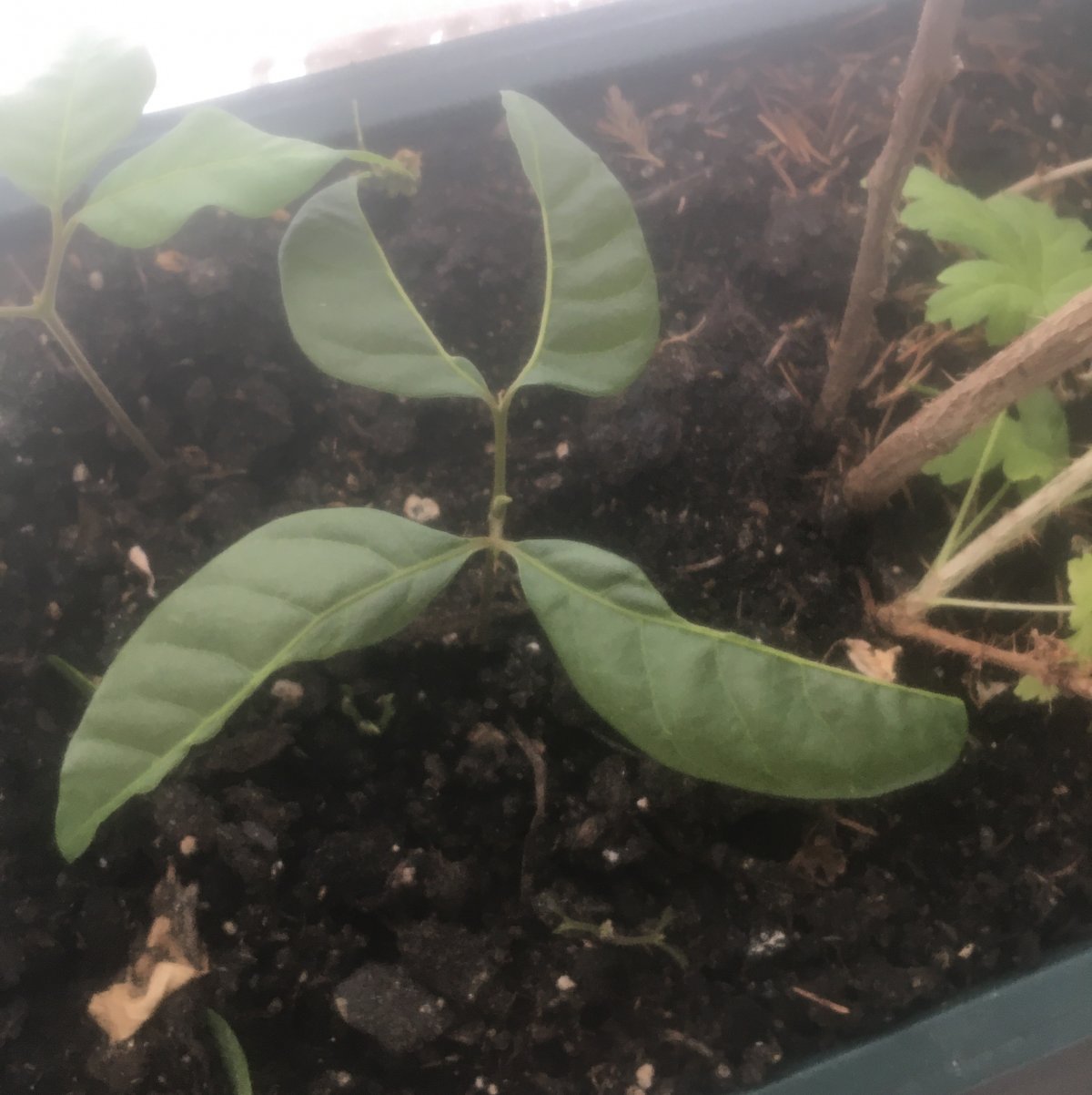 456632DC-0D1E-4C36-BB04-A44C16DF98B6