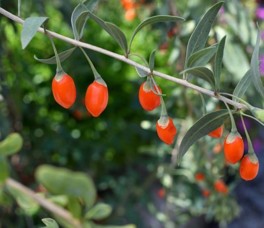 5 ягод, о посадке которых я пожалела - Ягодник 5 ягод, о посадке которых я пожалела