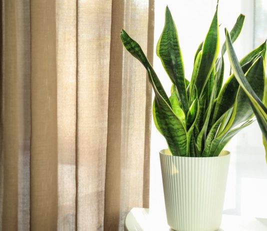 8 комнатных растений, которые не боятся сквозняков - Красивоцветущие 8 комнатных растений, которые не боятся сквозняков