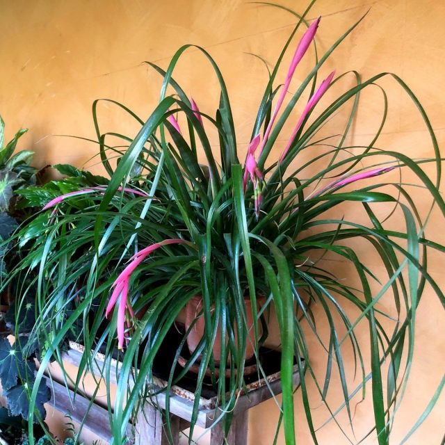 Бильбергия поникающая (Billbergia nutans)