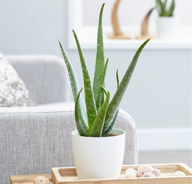 Алоэ (Aloe) 