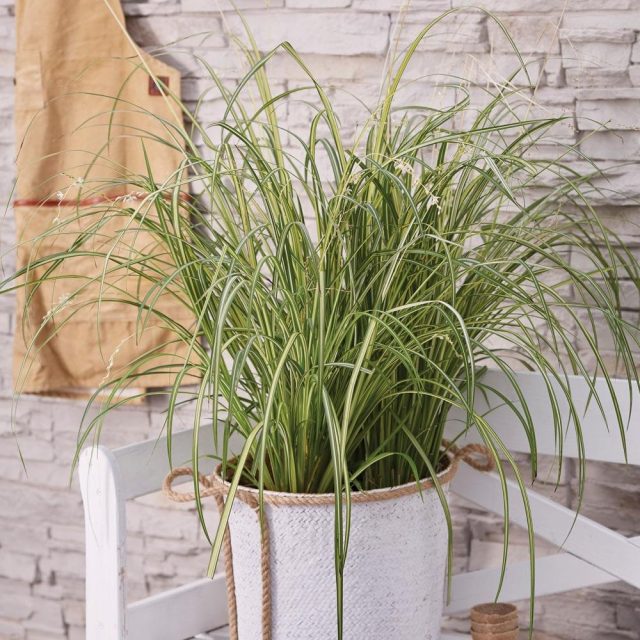 Хлорофитум (Chlorophytum)