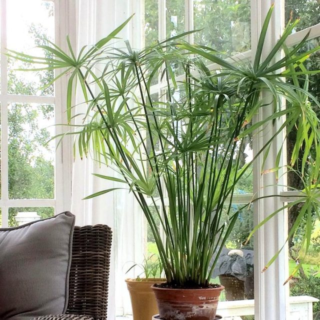 Циперус (Cyperus)