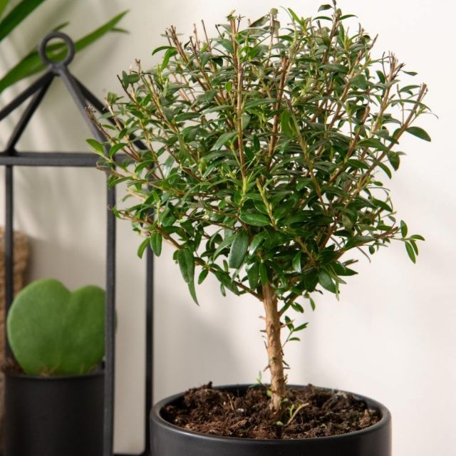 Мирт обыкновенный (Myrtus communis)