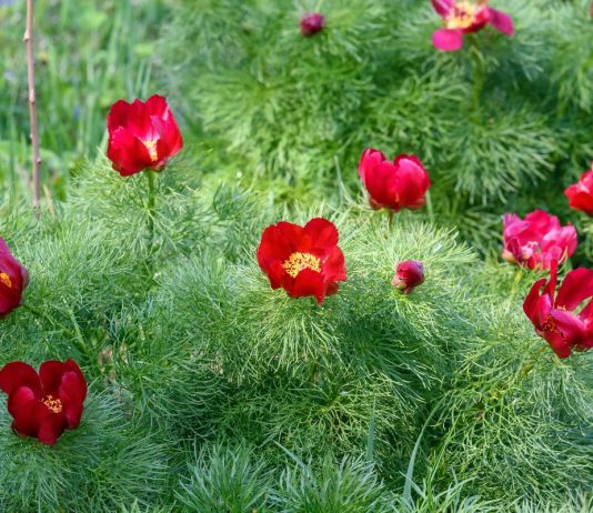 9 лучших видовых пионов для садов в природном стиле