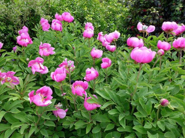Пион мужской, или пион кавахский (Paeonia mascula)