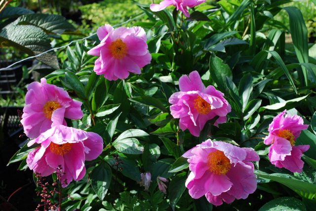 Пион молочноцветковый, или Пион китайский (Paeonia lactiflora)