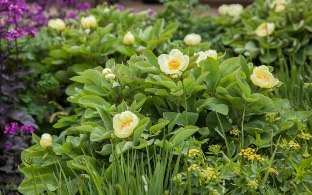 Пион Млокосевича (Paeonia daurica subsp. mlokosewitschii)